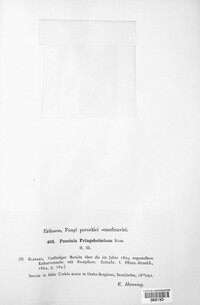 Puccinia caricina image